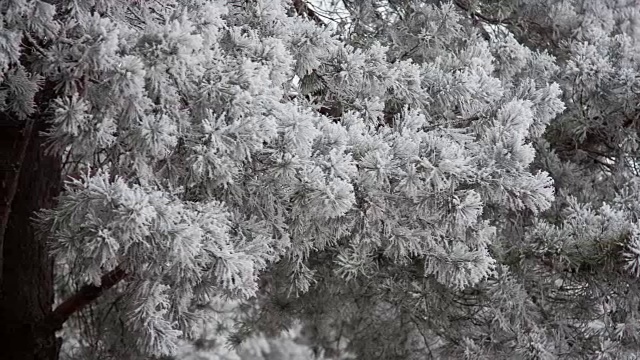 松树的树枝上覆盖着霜雪视频下载