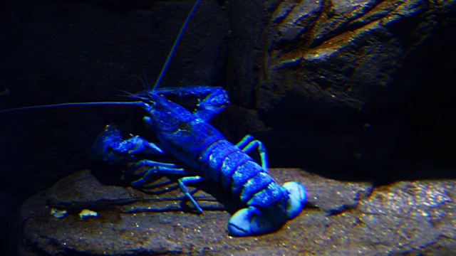 蓝龙虾在水下岩石环境中游动视频下载