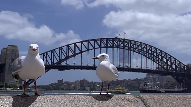 海鸥以海港大桥为背景的慢镜头到达视频素材
