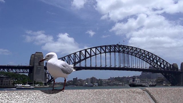 以悉尼海港大桥为背景的慢动作海鸥降落视频素材