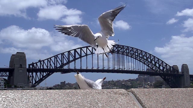 海鸥在以海港大桥为背景的慢镜头中飞翔视频素材