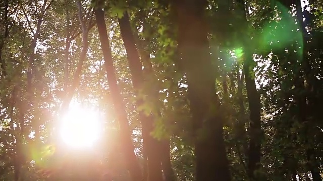 Sunflare在森林视频素材