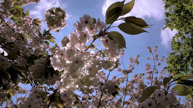 从下面看，伦敦公园里的春天樱花背光绽放视频素材