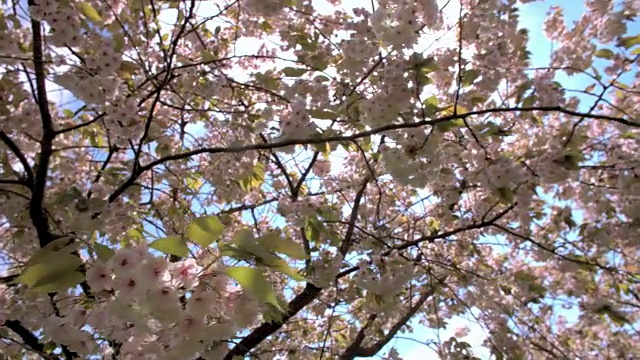 伦敦公园里的春光樱花视频素材