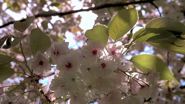 伦敦一个公园的春天樱花背光的特写视频素材