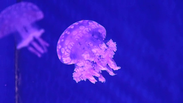 水中的发光水母视频素材