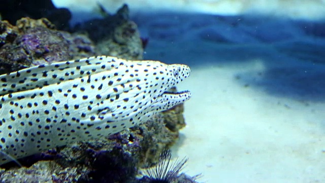 在珊瑚洞休息的海鳗视频素材