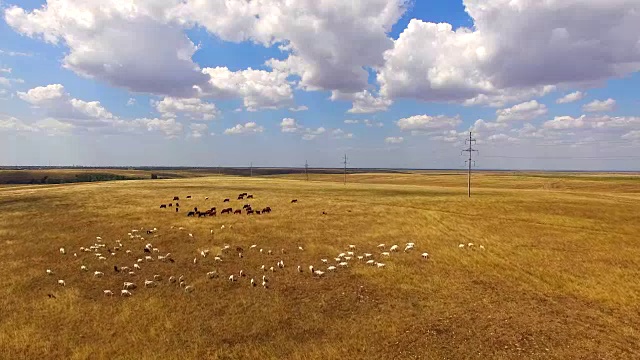 奶牛和山羊在金色的田野上吃草视频下载