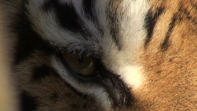 老虎的眼睛视频下载