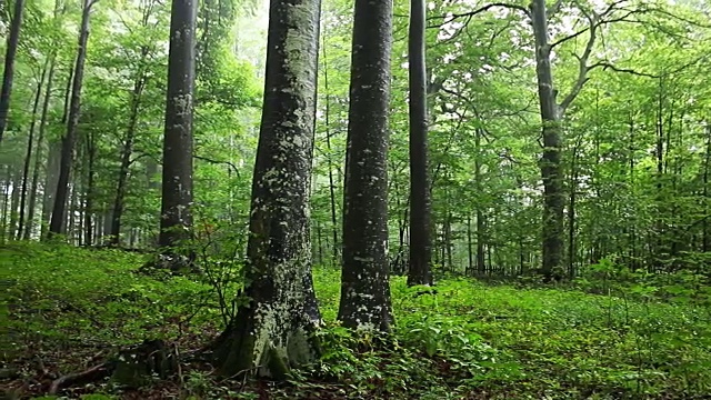 飘过山毛榉树和森林的雾视频素材