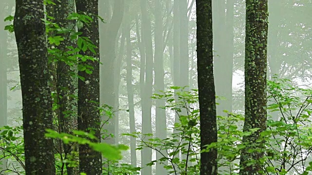 森林的时间随着树木中飘过的雾而流逝视频素材