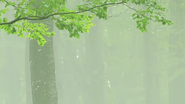 森林的时间随着树木中飘过的雾而流逝视频素材