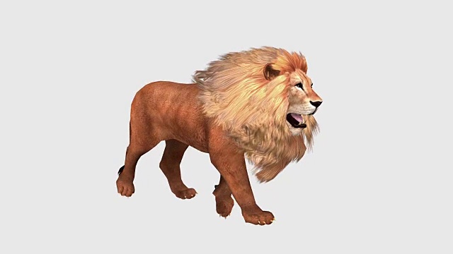 狮子孤立在白色背景，侧视图视频下载