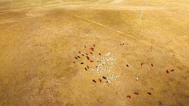 在留茬地里吃草的牛和山羊的混合牲畜视频下载