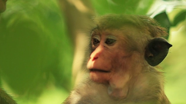 猴子与幼崽视频下载