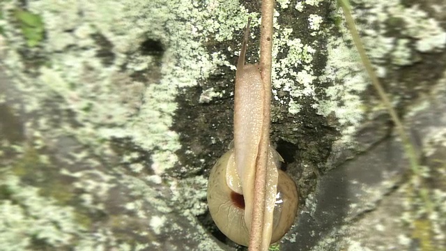 蜗牛爬上树枝视频下载