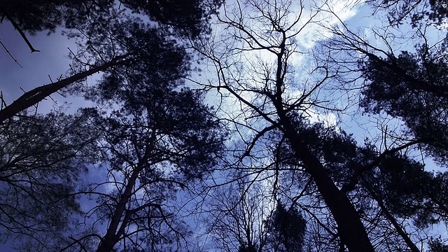 深蓝天空下的森林。视频素材