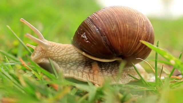 绿草中的勃艮第蜗牛视频下载