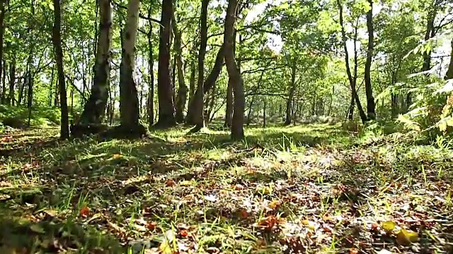 穿过郁郁葱葱的森林地面视频素材