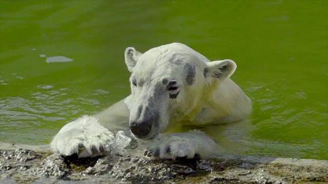 北极熊在玩一个塑料瓶视频素材