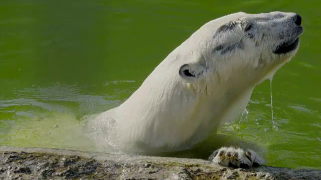 动物园里的北极熊潜水视频素材