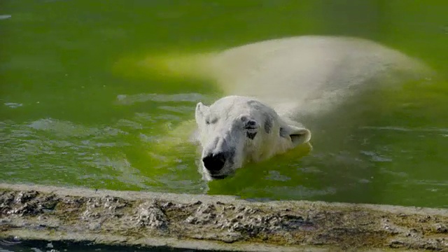 动物园里的北极熊潜水视频素材