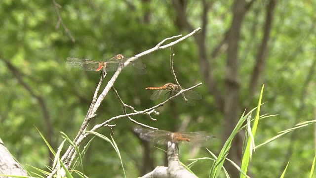 树枝上的红蜻蜓视频素材