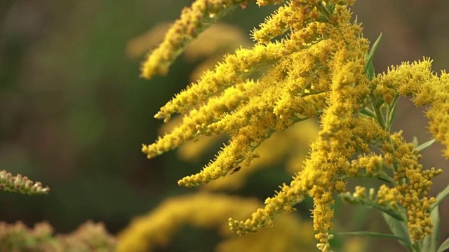 秋麒麟草属植物的花视频下载