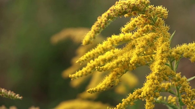 秋麒麟草属植物的花视频下载