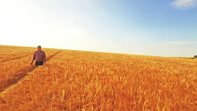 从空中俯瞰，一个农民走过他的田地视频素材
