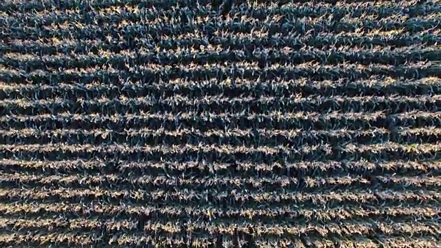 玉米田上空低空飞行，鸟瞰图。视频素材