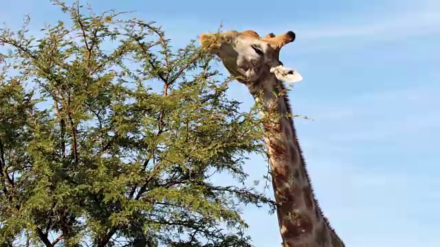 吃草的长颈鹿视频下载