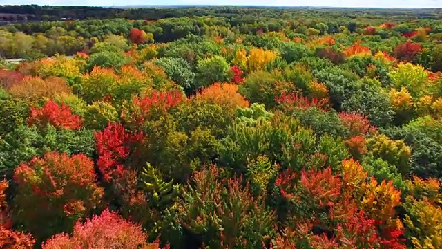 风景优美的乡村驾驶树木与惊人的秋天颜色视频素材