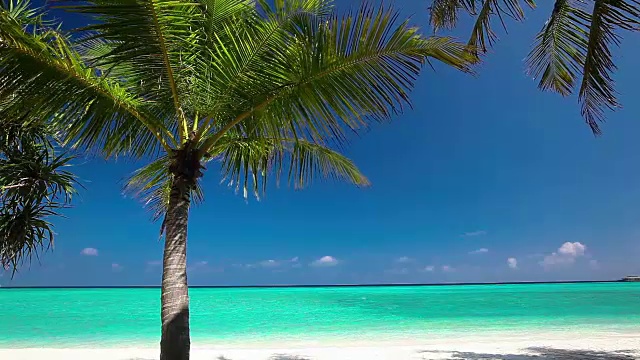 海滩棕榈树蓝天美景视频素材