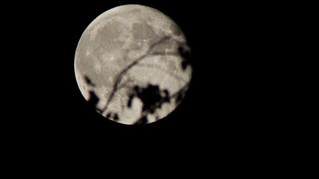 一轮满月在树上的夜空中移动视频素材