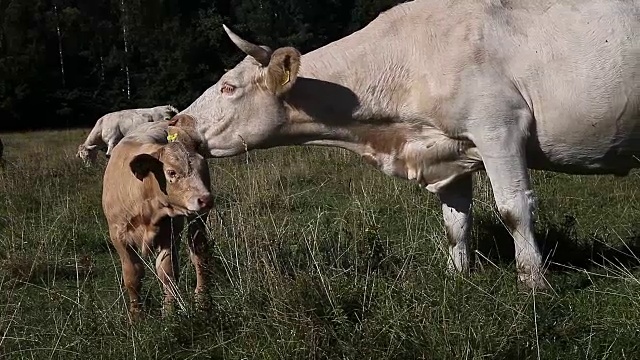 在牧场上舔小牛的白母牛视频下载