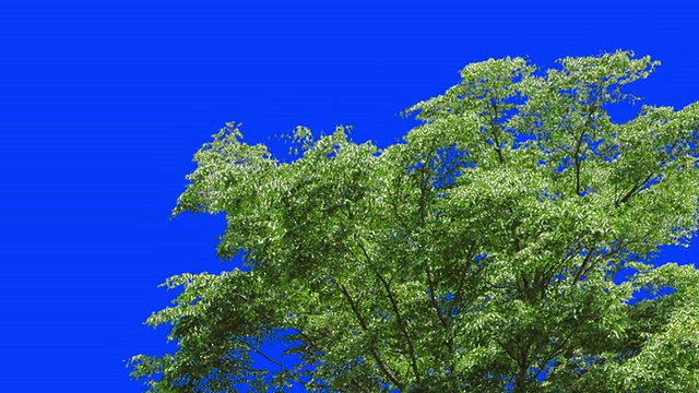 树木和瀑布与缩小与蓝屏视频下载