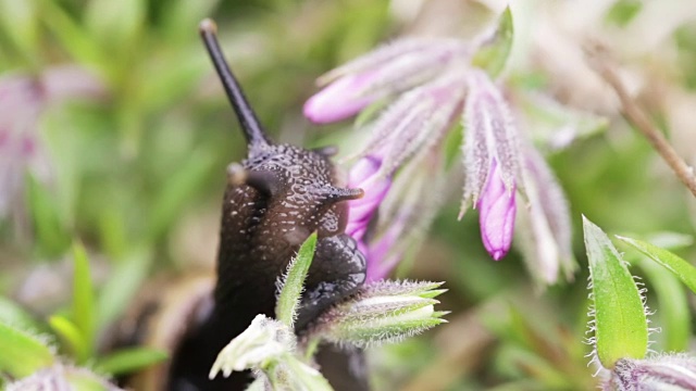 宏观的小花园蜗牛吃整个萍花蕾的速度4倍视频下载