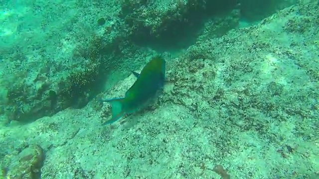 热带鱼类视频素材