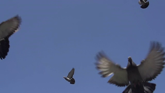 天空中成群的鸽子视频素材