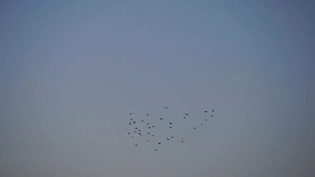 天空中成群的鸽子。一群鸟迎着蓝天向左飞去视频素材