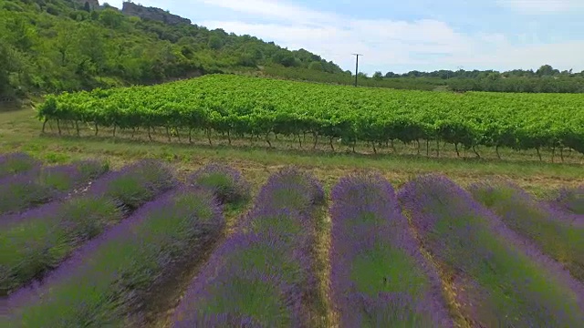 空中:麦田、薰衣草行和葡萄园的彩色农业视频素材