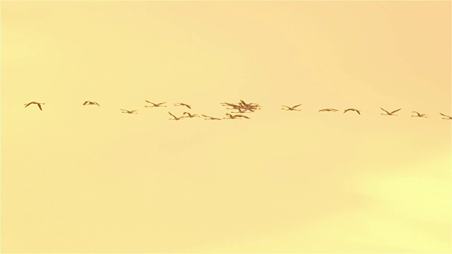 夏日日落，火烈鸟在美丽的金色天空中飞翔视频下载