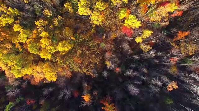 笔直向下看秋天的颜色，树木，风景优美的森林视频素材
