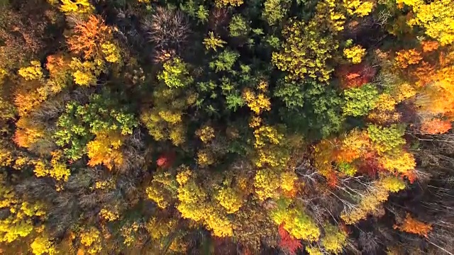 俯视秋天的颜色，树木，风景优美的森林视频素材