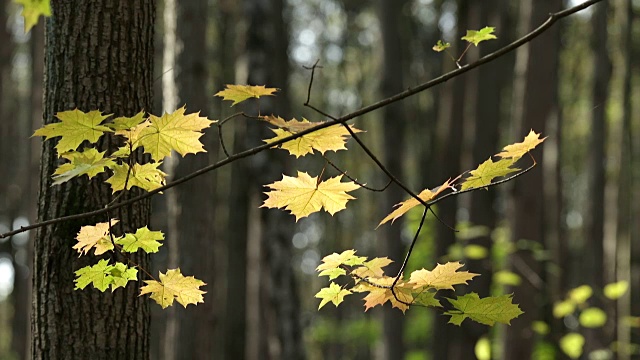 秋天的森林视频素材
