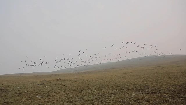 夏天,阴天。一群飞鸟在天空的衬托下从山上起飞。逐渐增加鸟类的数量。周围有任何文明的痕迹，荒野，空旷的高地视频下载