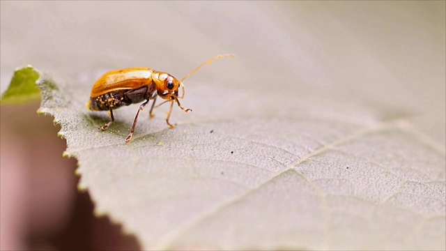 南瓜叶上的红瓜甲虫视频下载