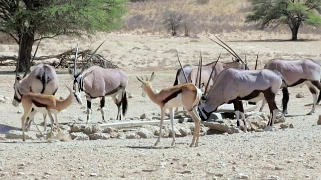 水坑上的一群大羚羊、羚羊和跳羚视频素材