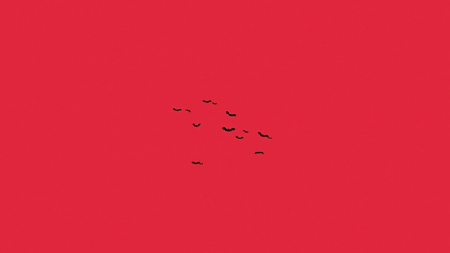 红色背景上一群蝙蝠的剪影视频素材